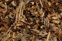 David Plant Photography - Wildlife Photography - Formica rufa - A